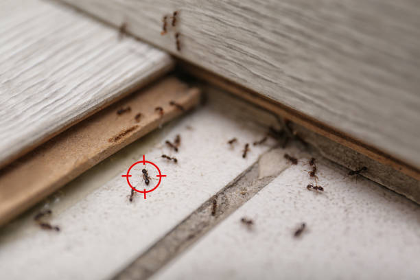 Best Pest Control for Businesses  in Hayesville, OR