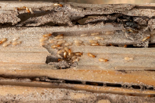 Best Residential Pest Control  in Hayesville, OR